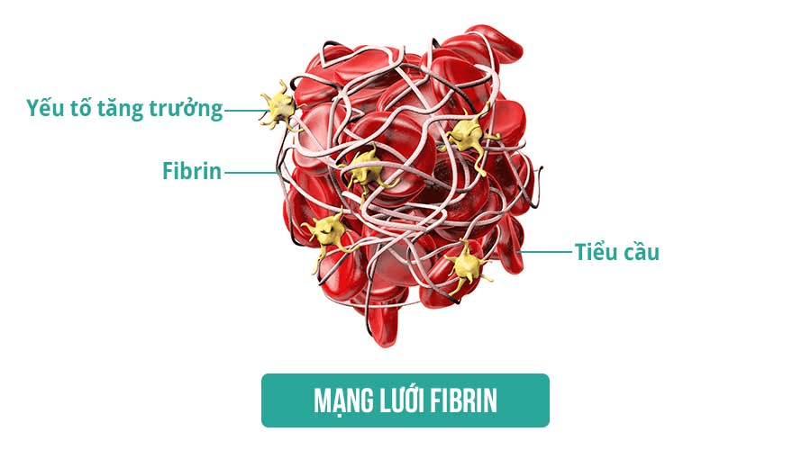 cau truc fibrin tao luoi giu tieu cau 1 - Sản phẩm được bán bởi Gimedi Pharma