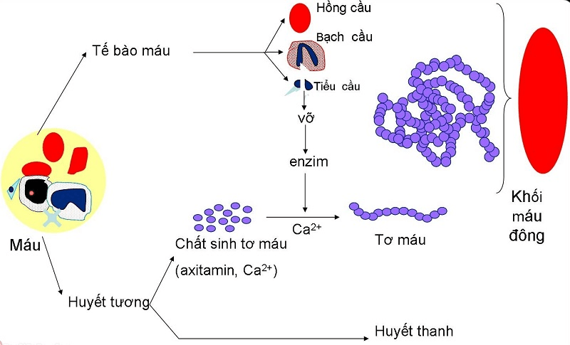 co che hinh thanh cuc mau dong 1 - Sản phẩm được bán bởi Gimedi Pharma
