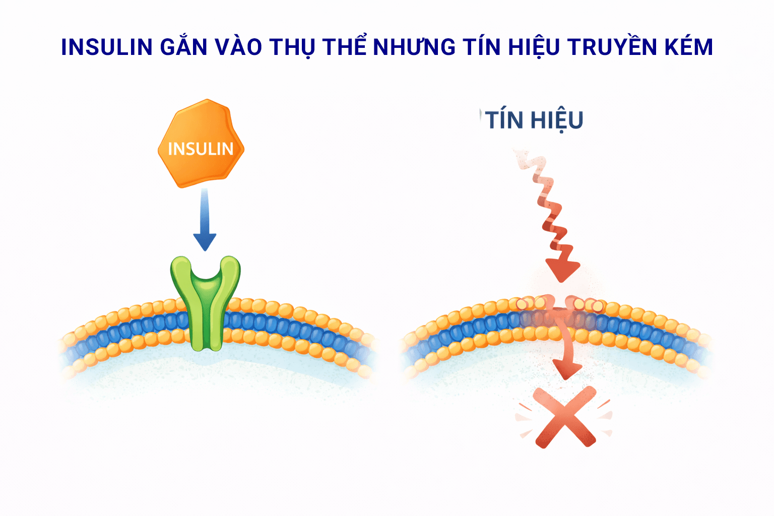 so do 1 - Sản phẩm được bán bởi Gimedi Pharma