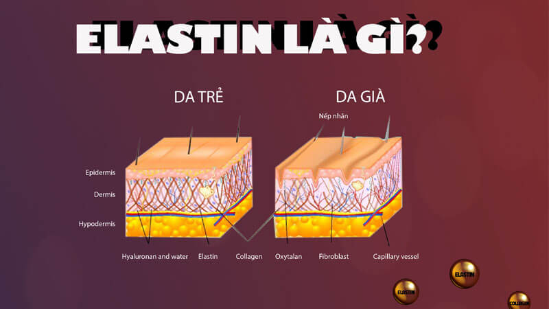 elastin la gi tac dung cua no doi voi da 1 - Sản phẩm được bán bởi Gimedi Pharma