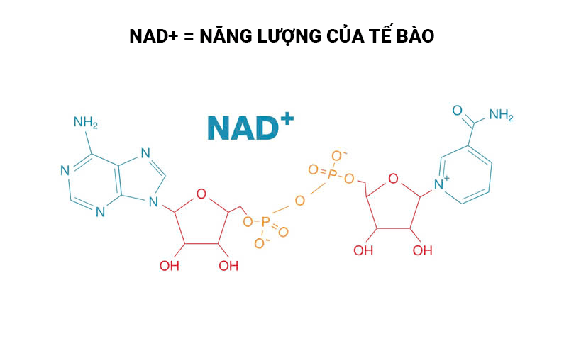 1004 nadpost 12 1 - Sản phẩm được bán bởi Gimedi Pharma