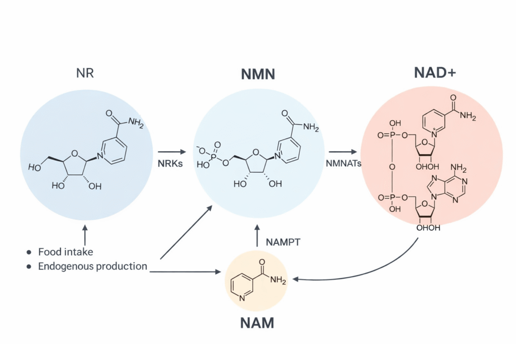 ChatGPT Image 16 01 35 24 thg 3 2026 1 - Sản phẩm được bán bởi Gimedi Pharma